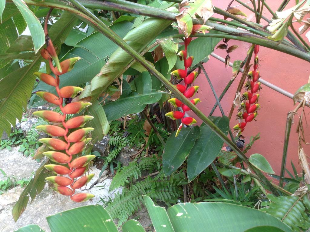 Red Arara Bed & Breakfast Salvador Luaran gambar